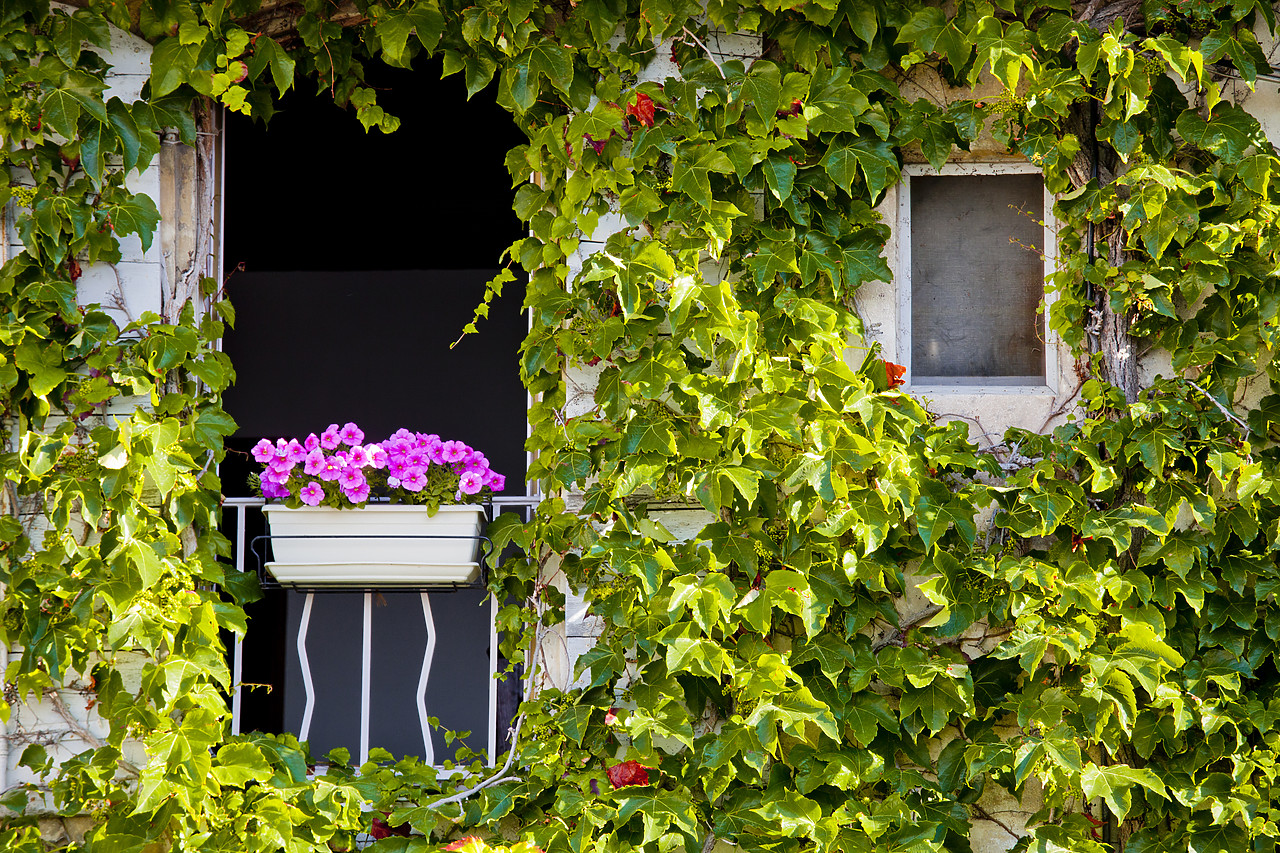 #120186-1 - Flower Box & Ivy-Covered Wall, Arles, Provence, France