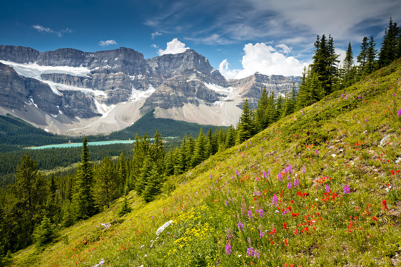 #120243-1 - WIldflowers & Crowfoot Mountain, Banff National Park, Alberta, Canada