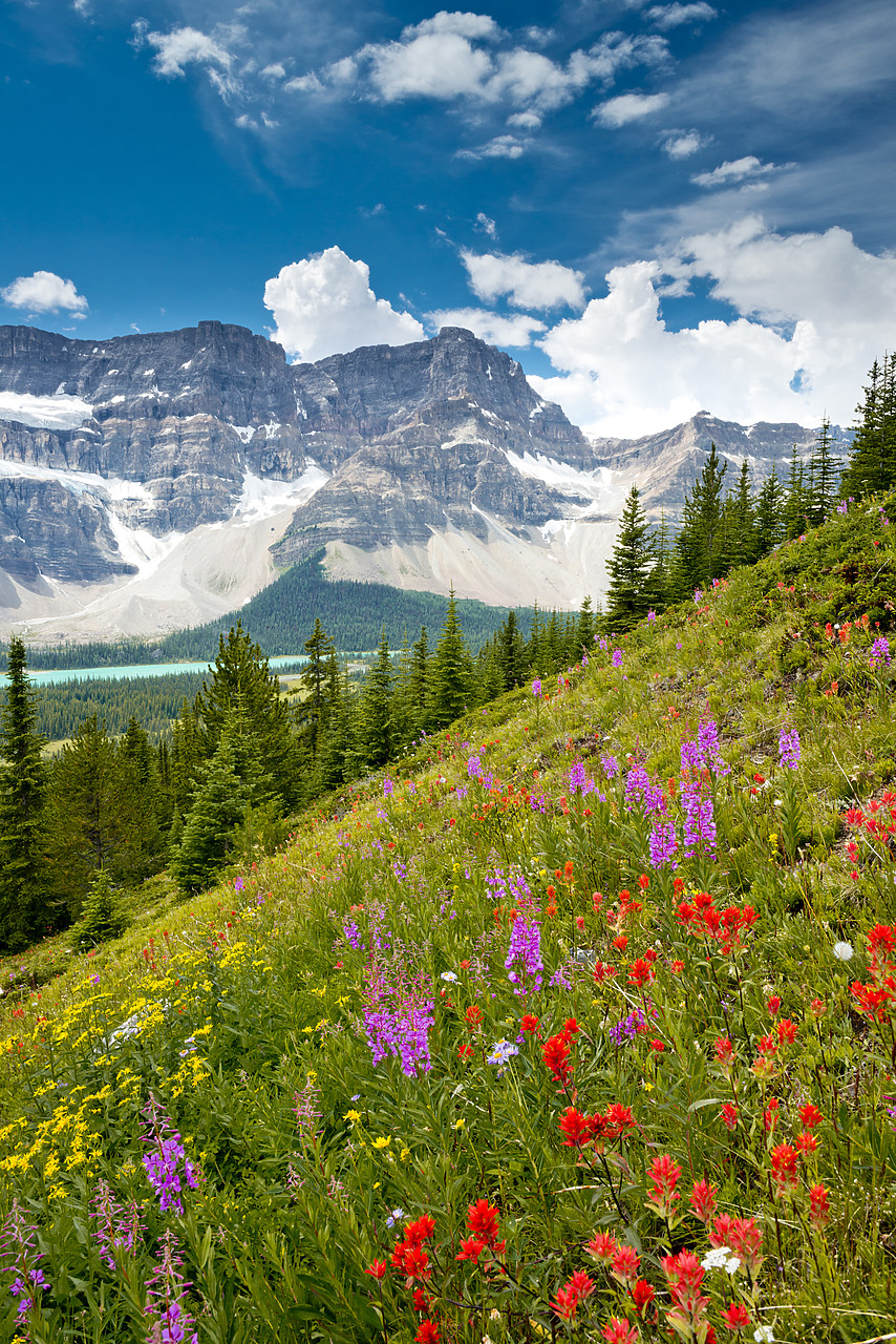 #120243-2 - WIldflowers & Crowfoot Mountain, Banff National Park, Alberta, Canada