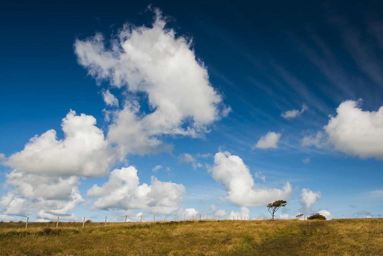 #120257-1 - Exmoor Tree & Cloudscape, Exmoor National Park, Somerset, England