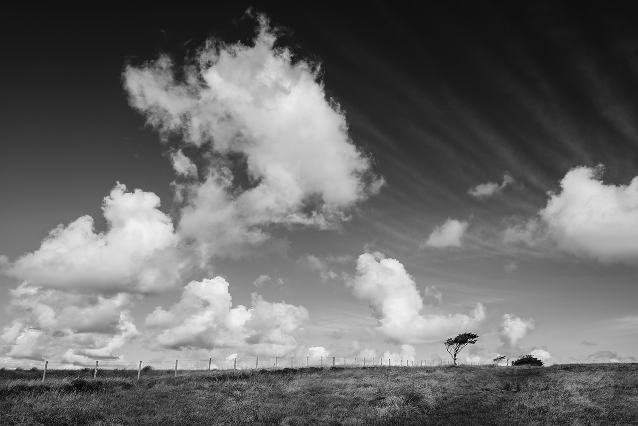 #120257-2 - Exmoor Tree & Cloudscape, Exmoor National Park, Somerset, England