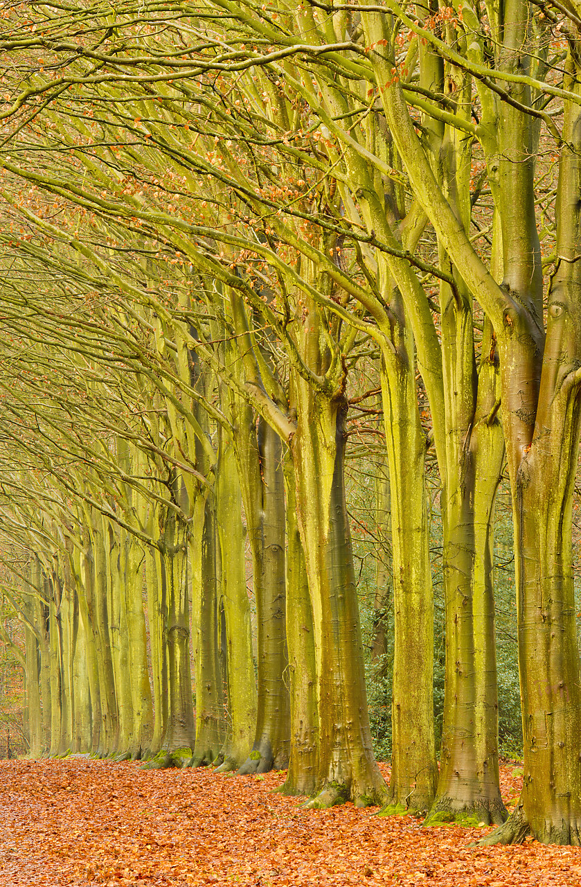 #120292-1 - Avenue of Beech Trees in Late Autumn, Felbrigg Estate, Norfolk, England