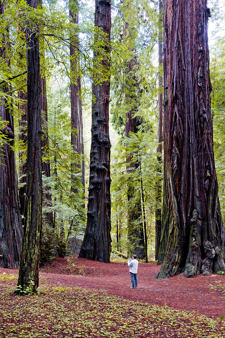 #120316-1 - Person Amongst Giant Redwoods, Humboldt State Park, California, USA