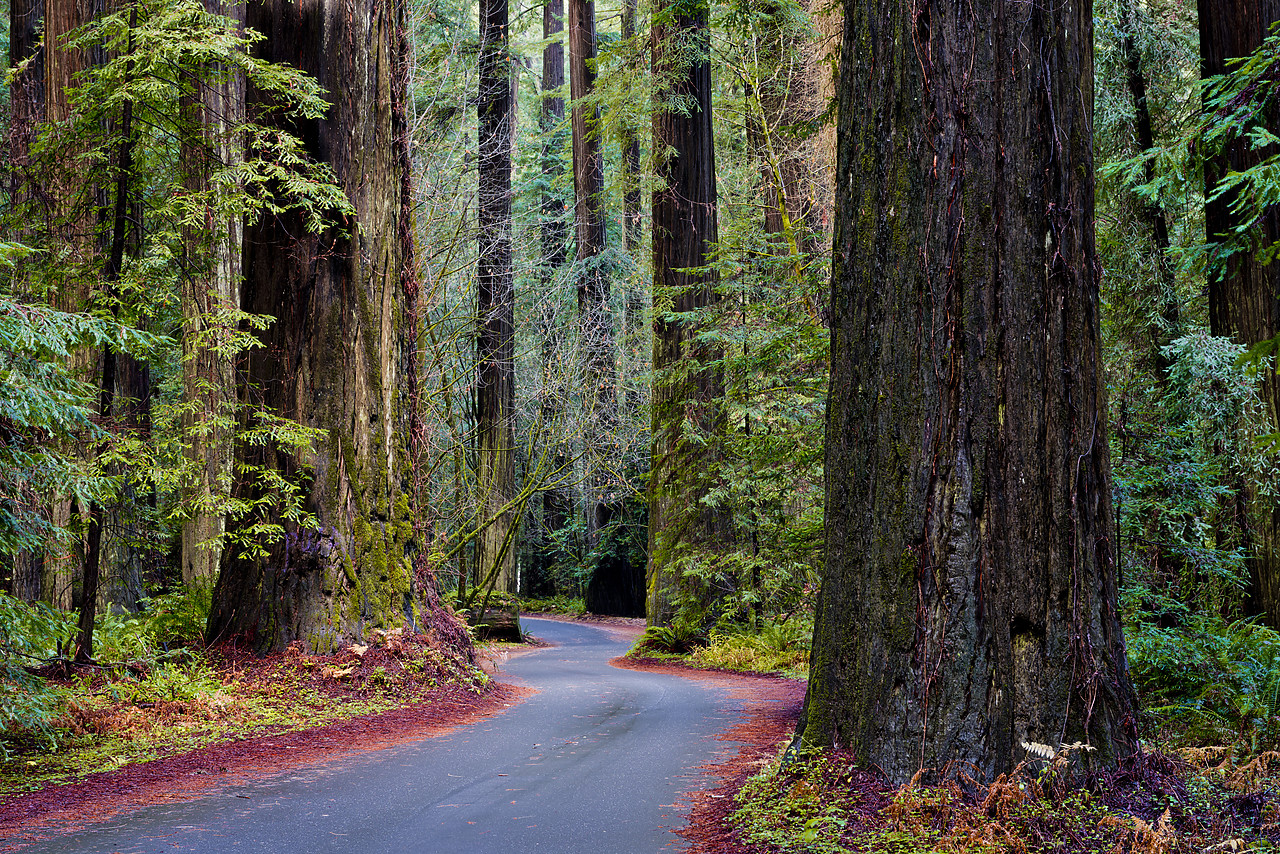 #120317-1 - Road Through Giant Redwoods, Humboldt State Park, California, USA