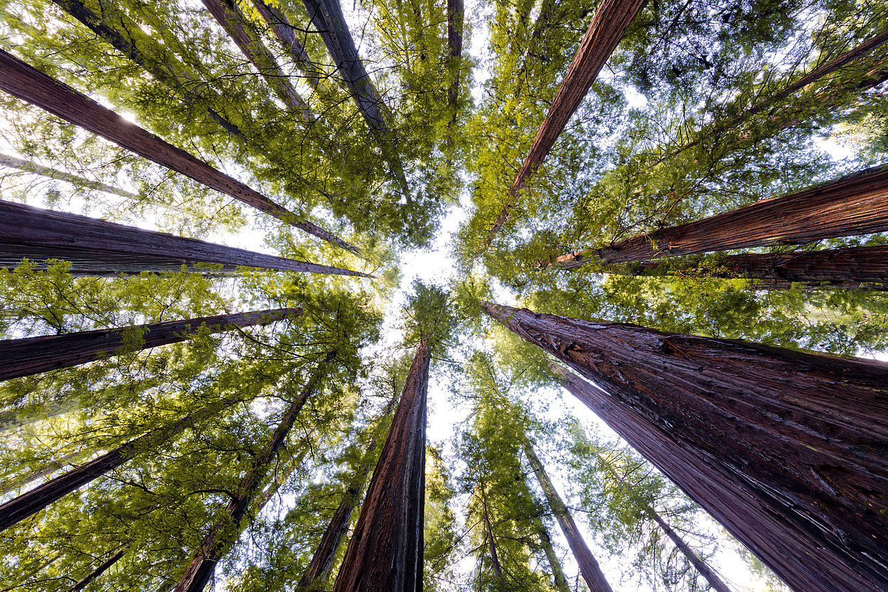 #120318-1 - Giant Redwoods, Humboldt State Park, California, USA