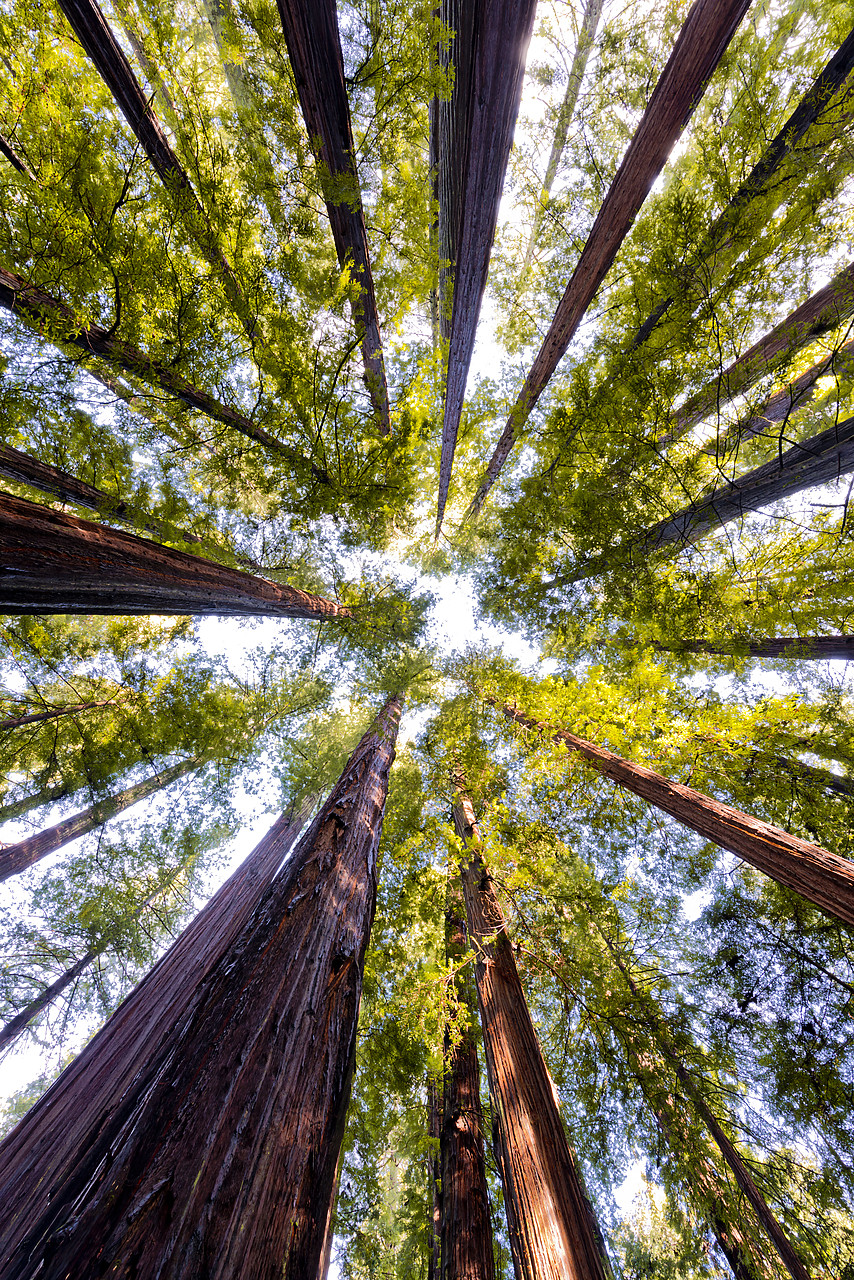 #120318-2 - Giant Redwoods, Humboldt State Park, California, USA