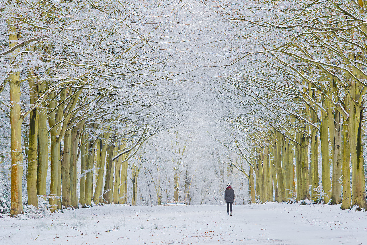 #130012-1 - Person on Avenue of Beech Trees in Winter, Felbrigg Estate, Norfolk, England