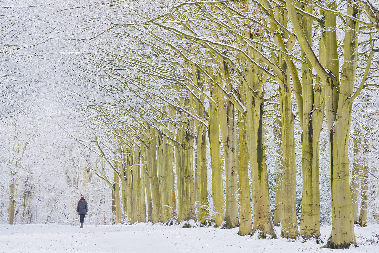 #130013-1 - Person on Avenue of Beech Trees in Winter, Felbrigg Estate, Norfolk, England