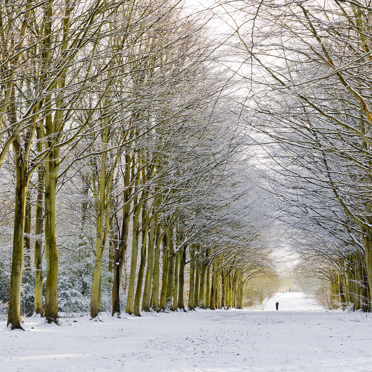 #130014-1 - Person on Avenue of Beech Trees in Winter, Felbrigg Estate, Norfolk, England