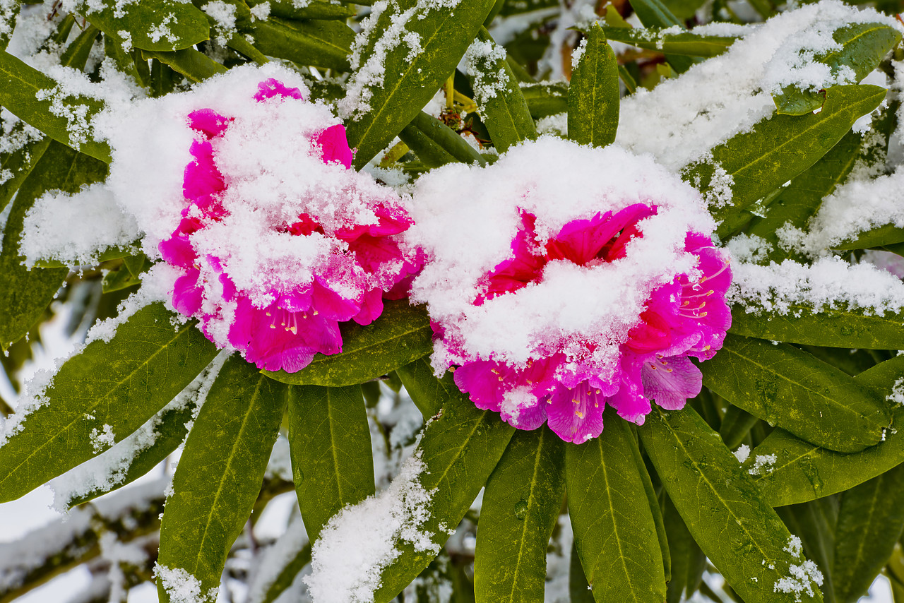 #130015-1 - Rhododendrons Blooming in Winter, Sheringham Park, Norfolk, England