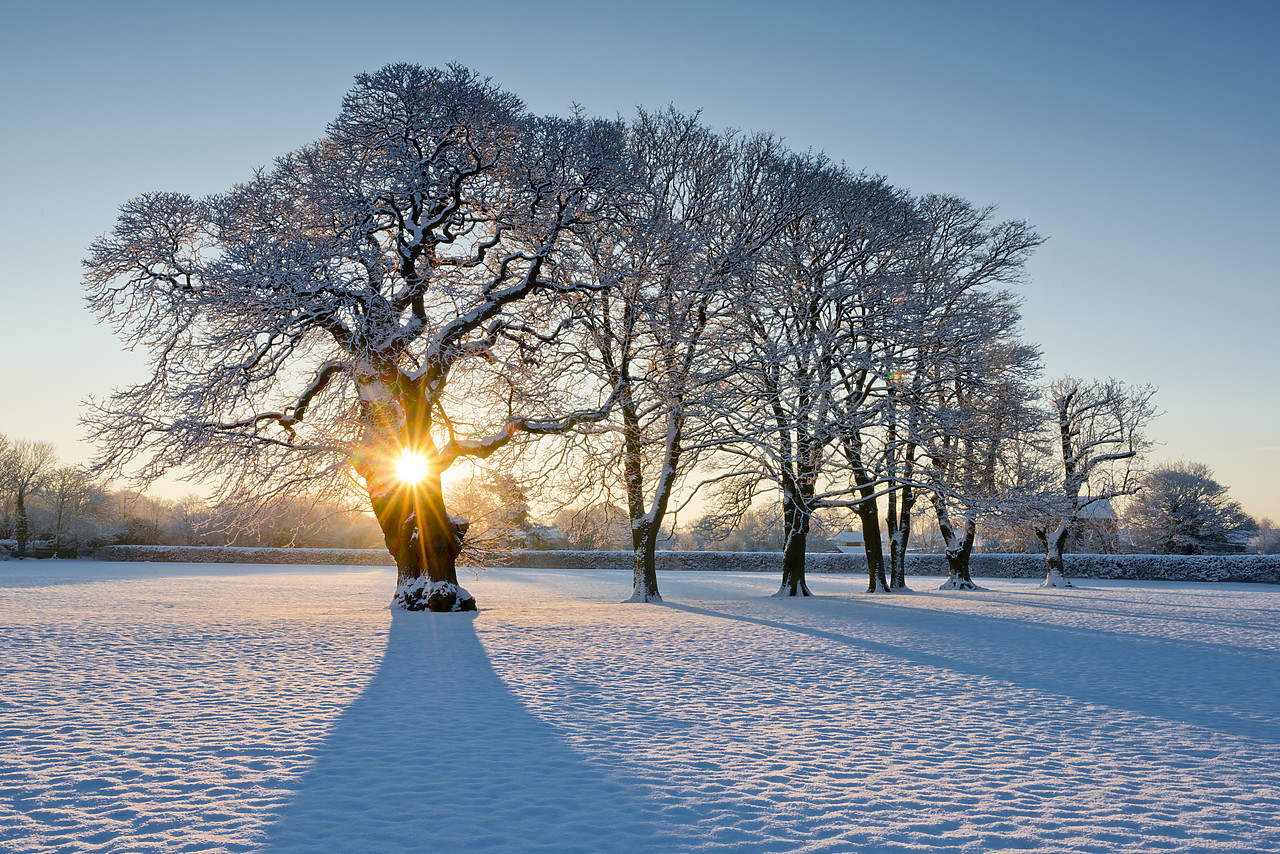 #130016-1 - Sunburst Through Oak Tree in Winter, Holt, Norfolk, England