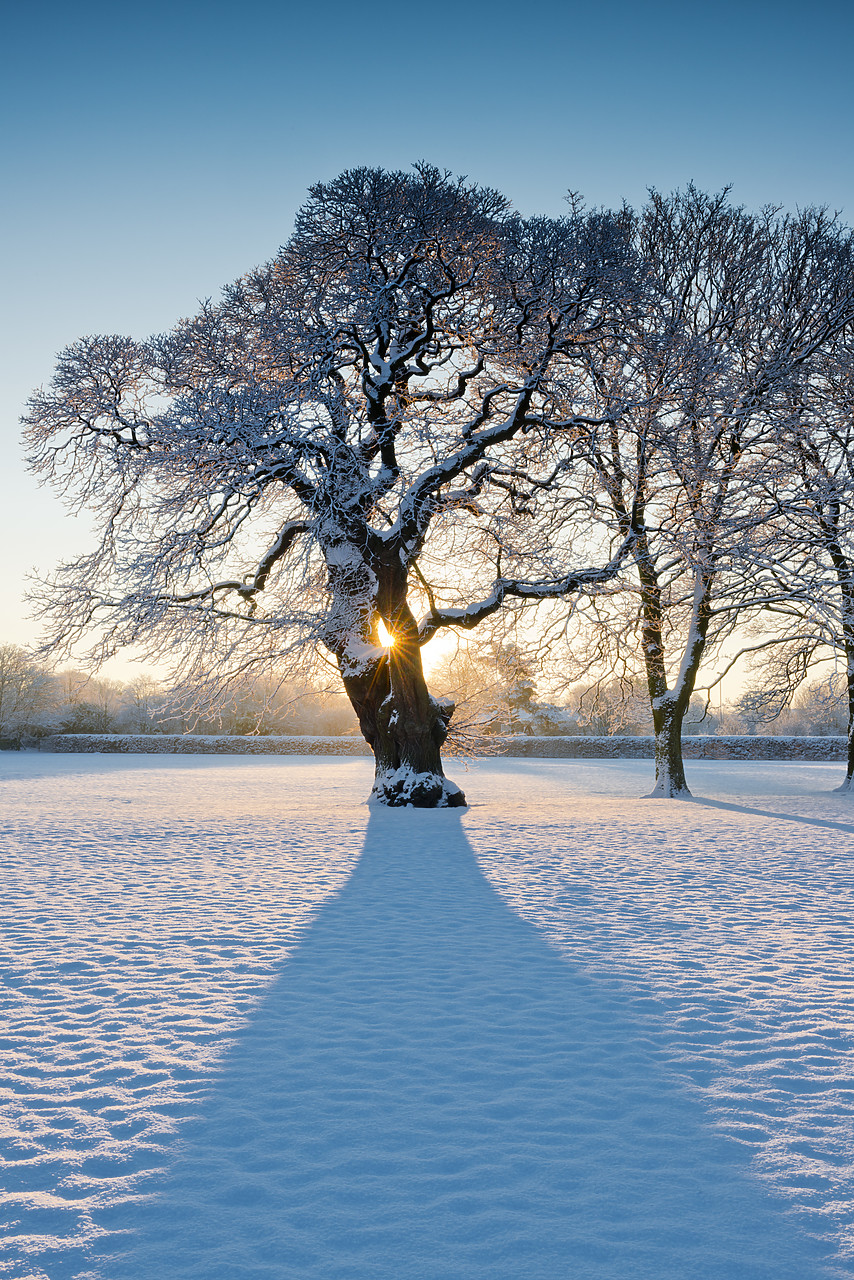 #130016-2 - Sunburst Through Oak Tree in Winter, Holt, Norfolk, England