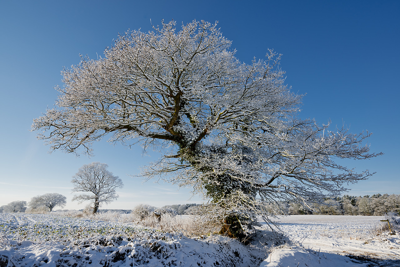 #130019-1 - Winter Trees, near Holt, Norfolk, England