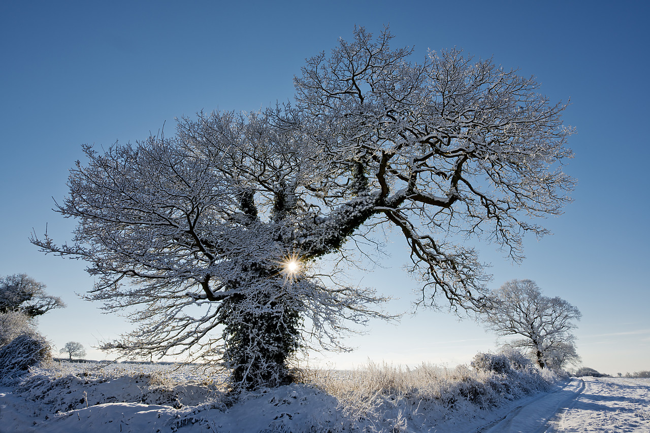 #130020-1 - Winter Trees, near Holt, Norfolk, England