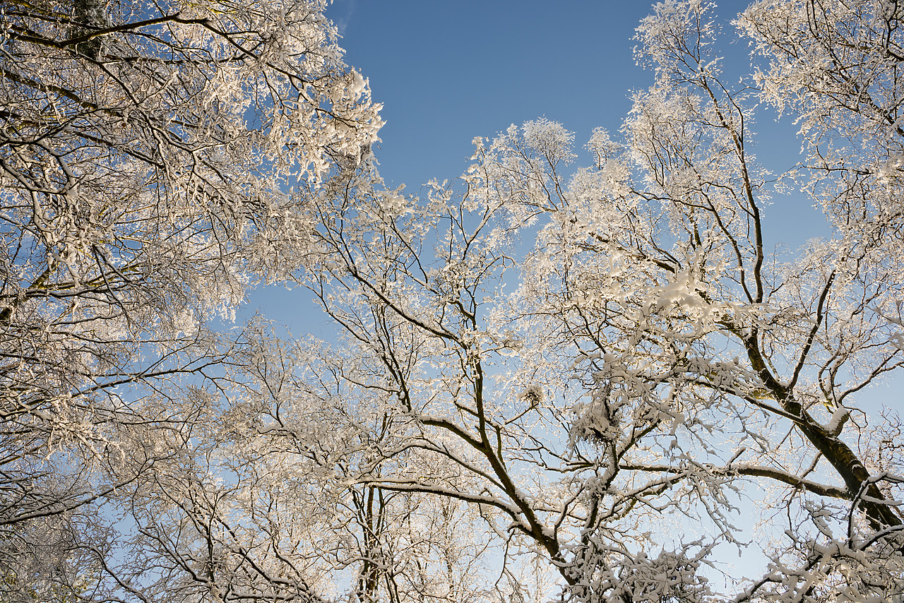 #130021-1 - Winter Trees, near Holt, Norfolk, England