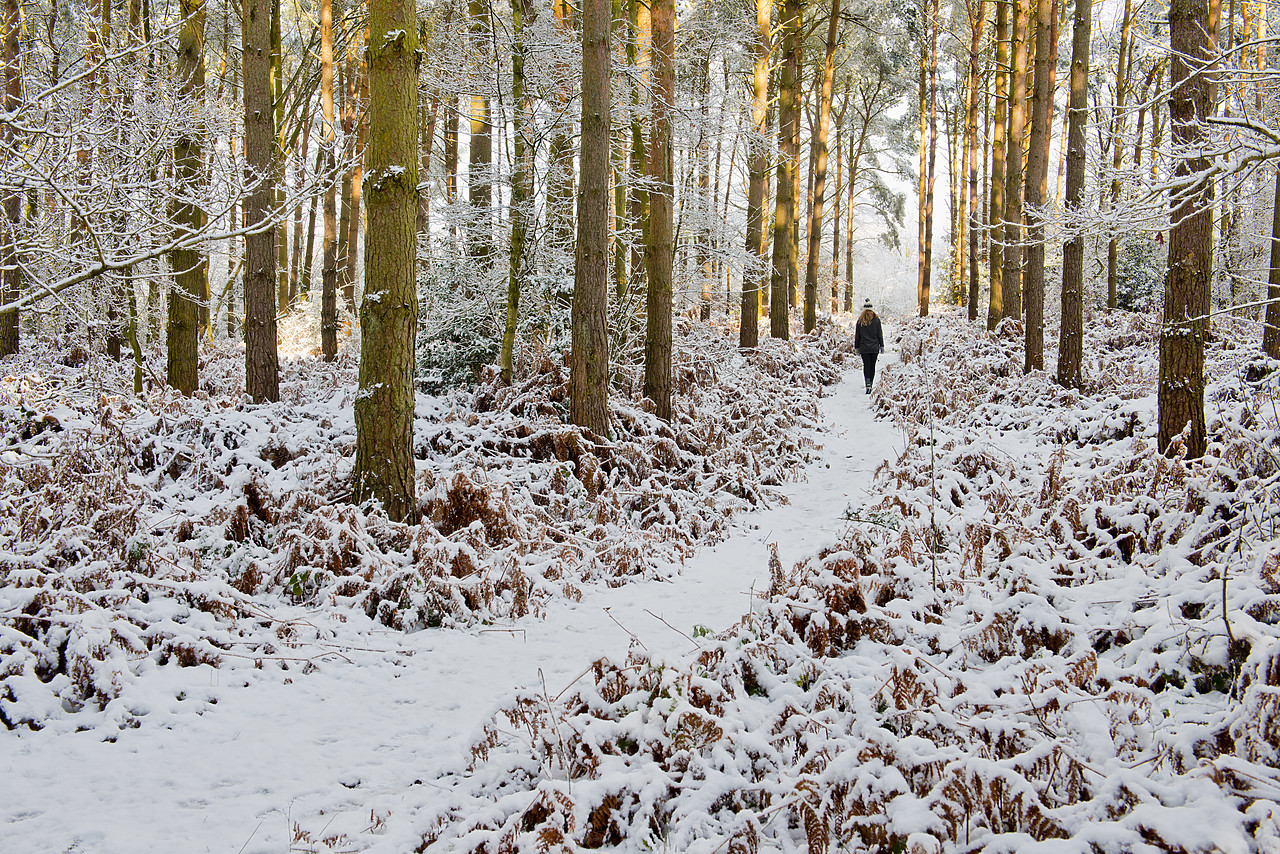 #130022-1 - Person Walking in Pine Forest in Winter, Holt Country Park, Norfolk, England