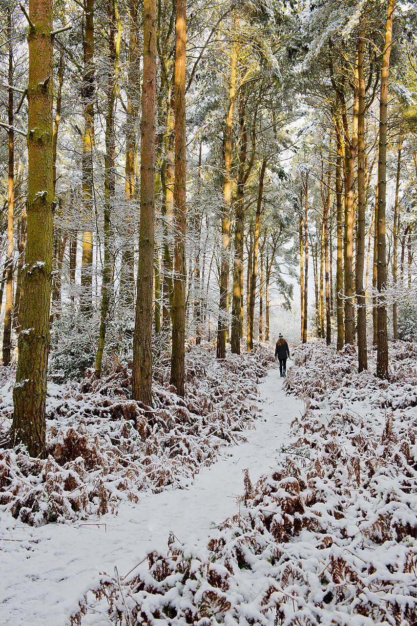 #130022-2 - Person Walking in Pine Forest in Winter, Holt Country Park, Norfolk, England