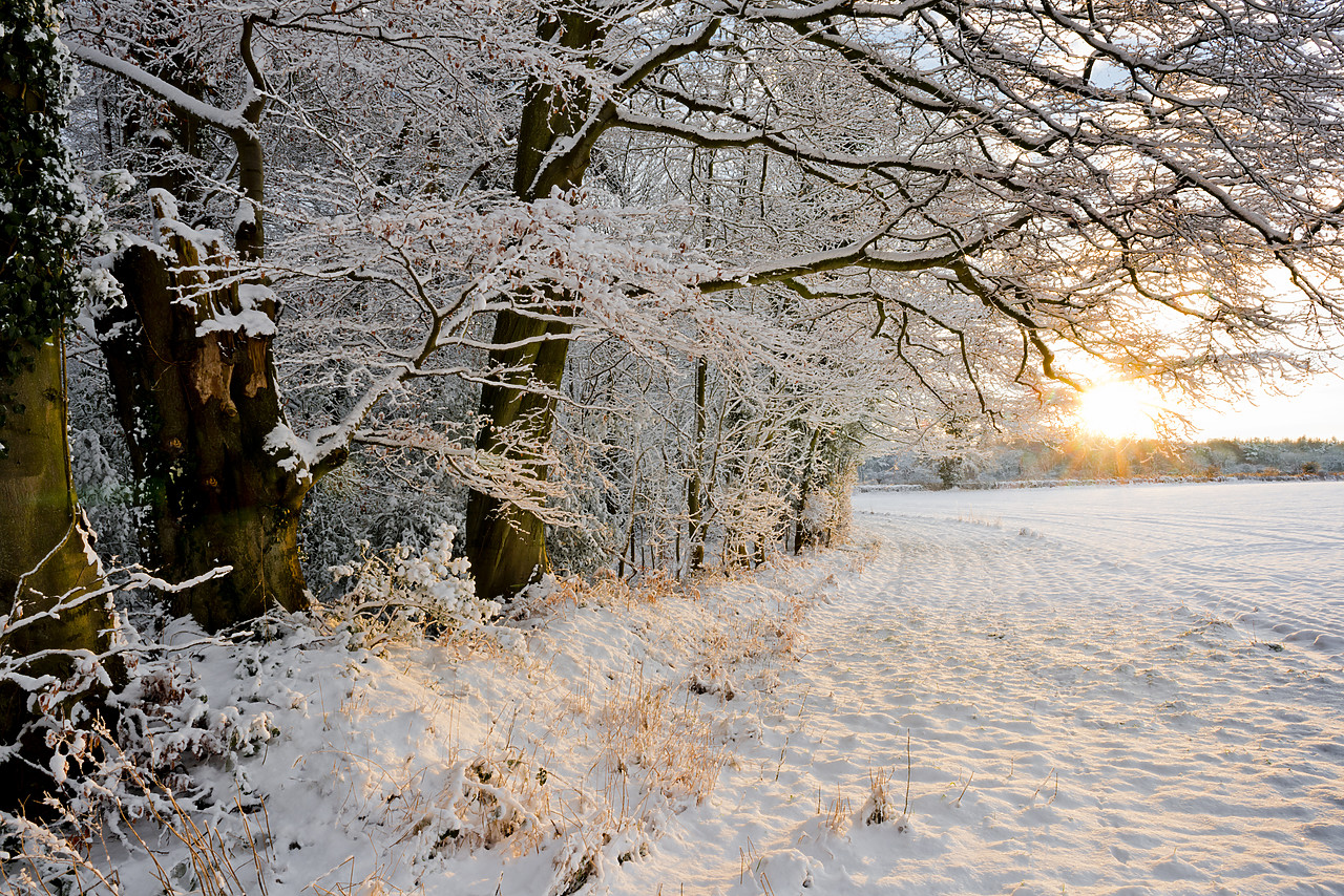 #130025-1 - Woodland in Winter Sunset, Felthorpe, Norfolk, England