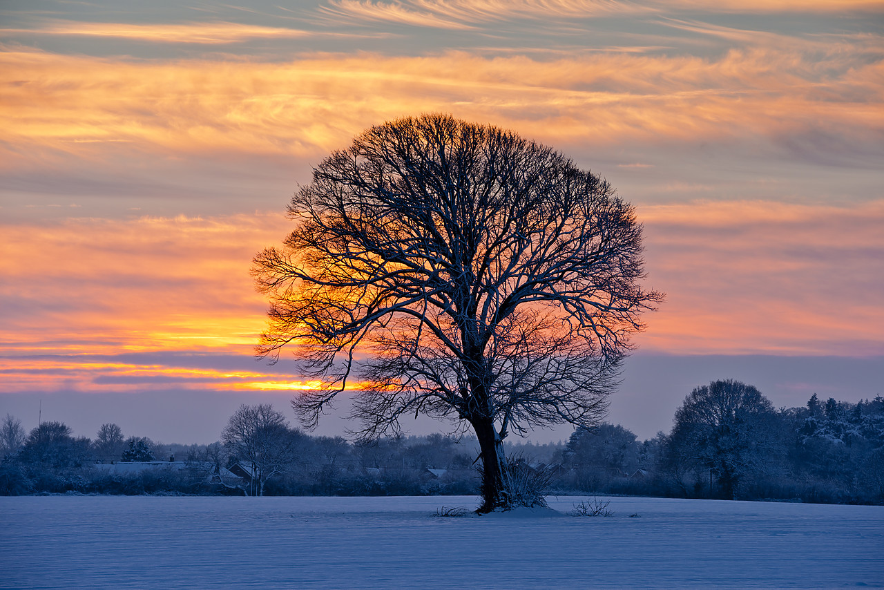 #130026-1 - Winter Sunset over Lone Tree, Norfolk, England