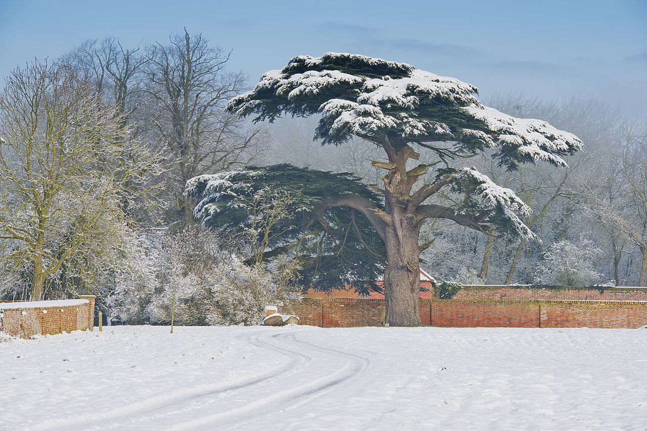 #130027-1 - Winter Track leading to Cedar Tree, Hempnall, Norfolk, England