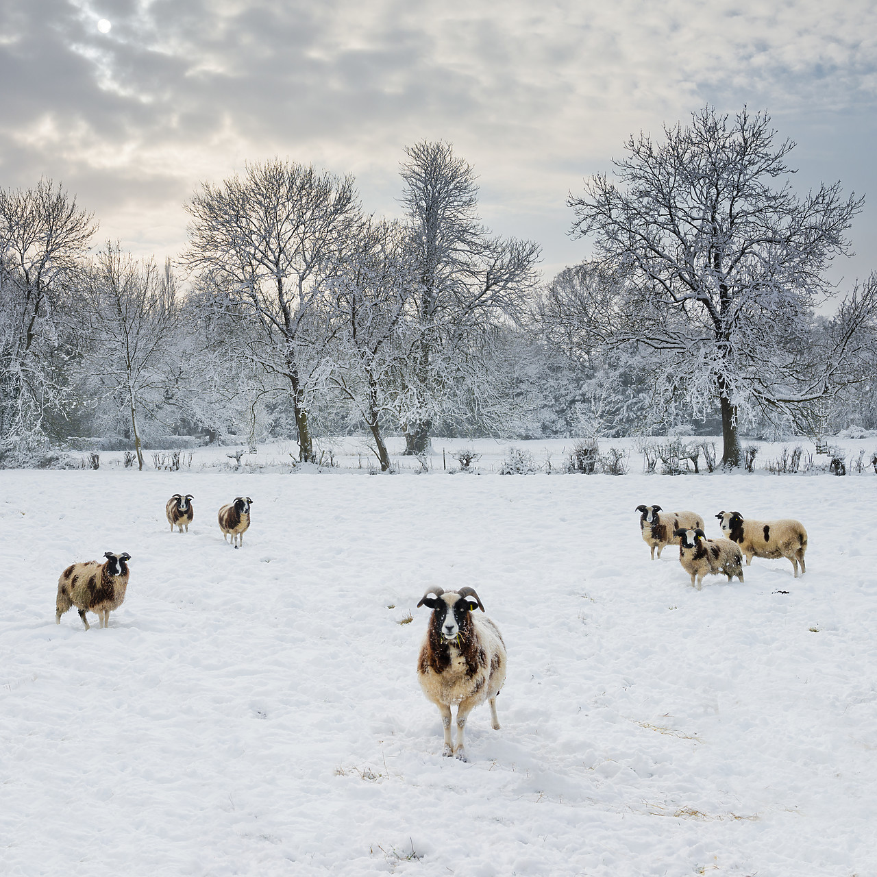 #130028-1 - Sheep in Winter Landscape, Tasburgh, Norfolk, England