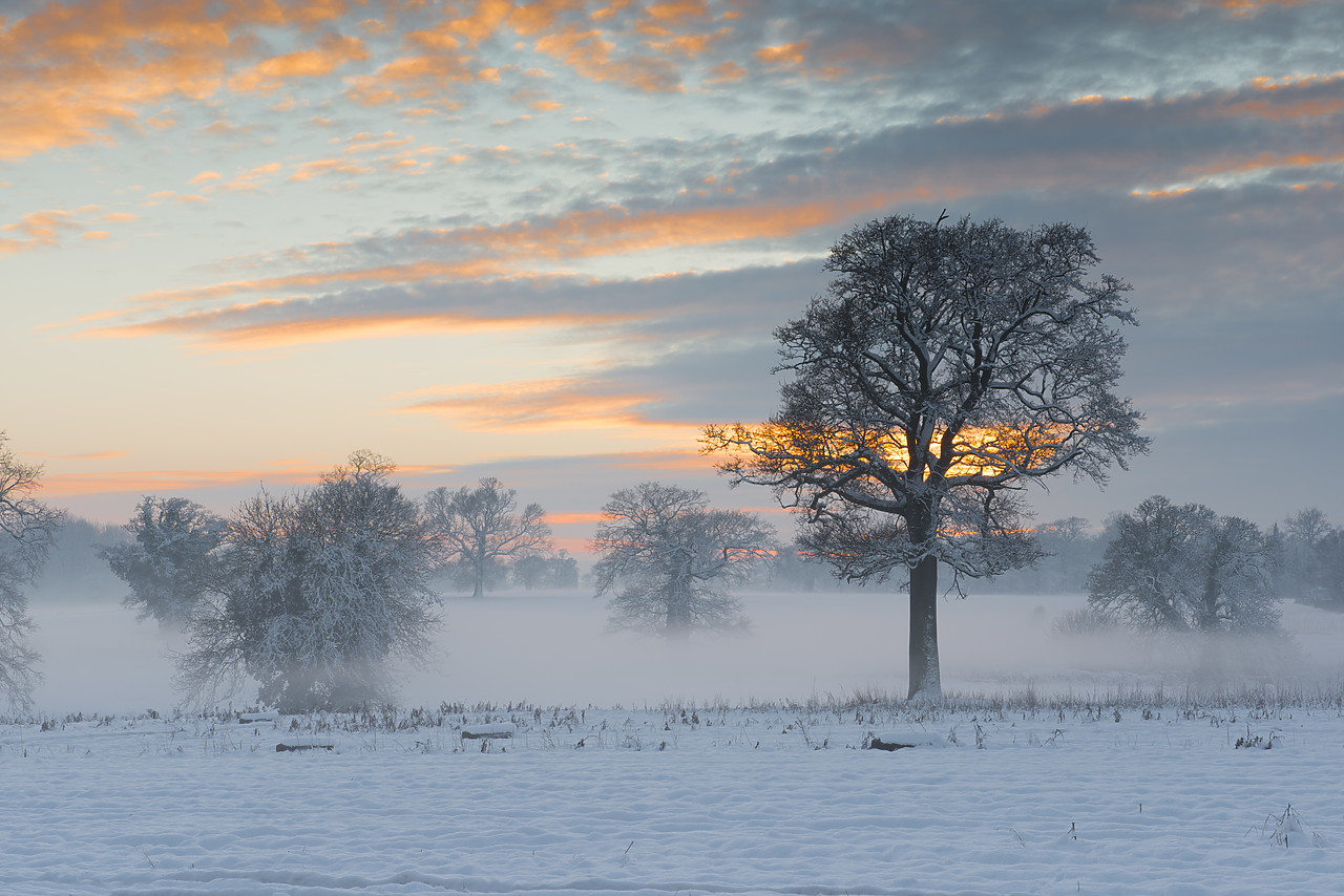 #130030-1 - Trees in Winter Mist at Sunset, Norfolk, England