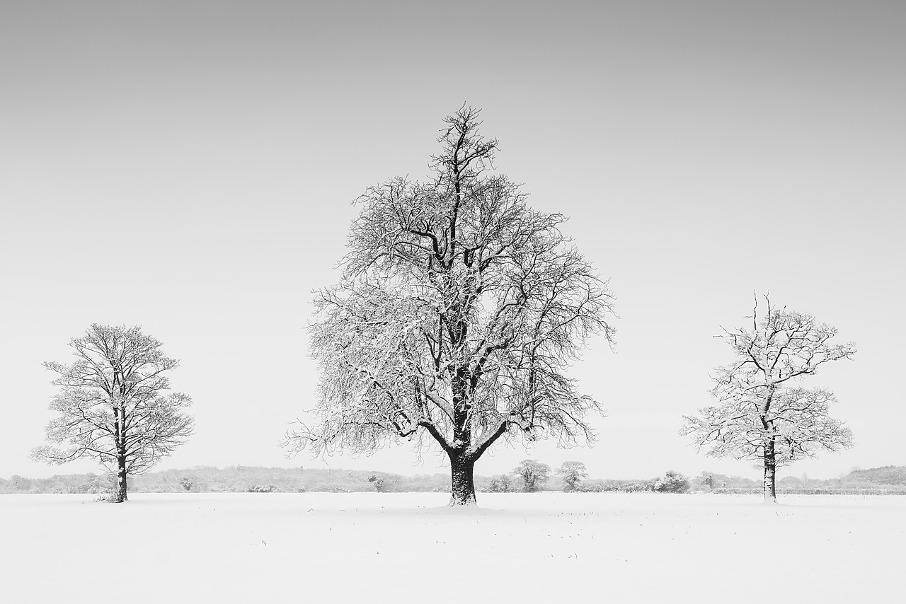 #130031-1 - Three Trees in Winter, Norfolk, England