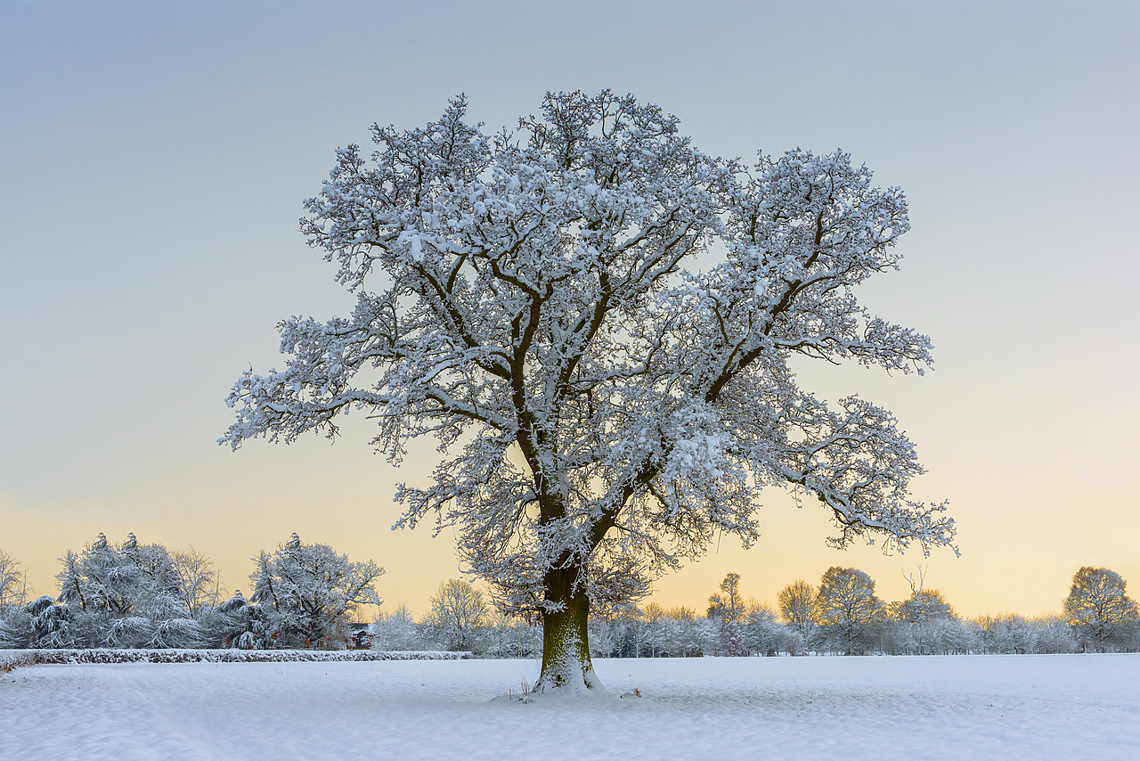 #130034-1 - Lone Tree in Winter, Norfolk, England