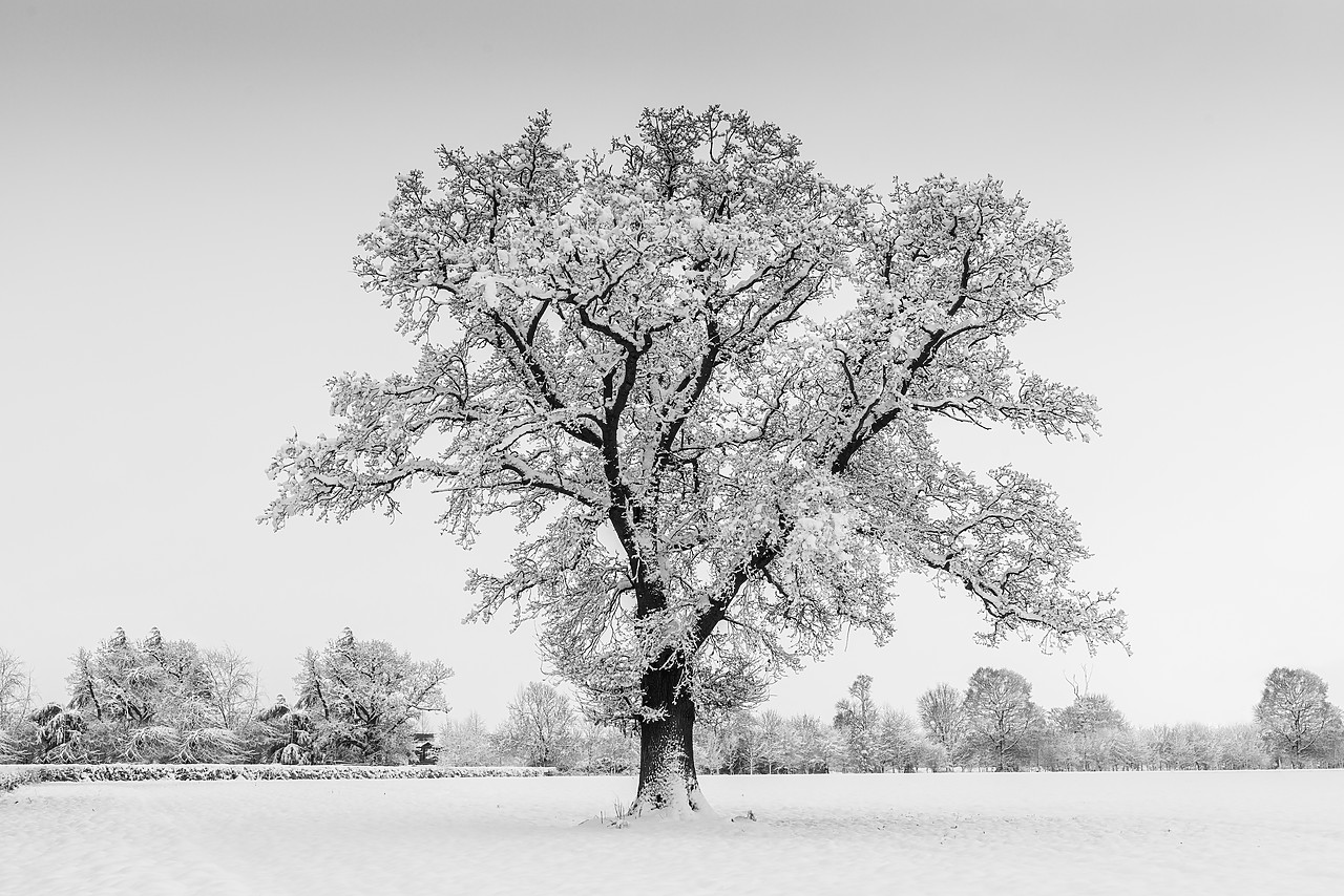 #130034-2 - Oak Tree in Winter, Norfolk, England