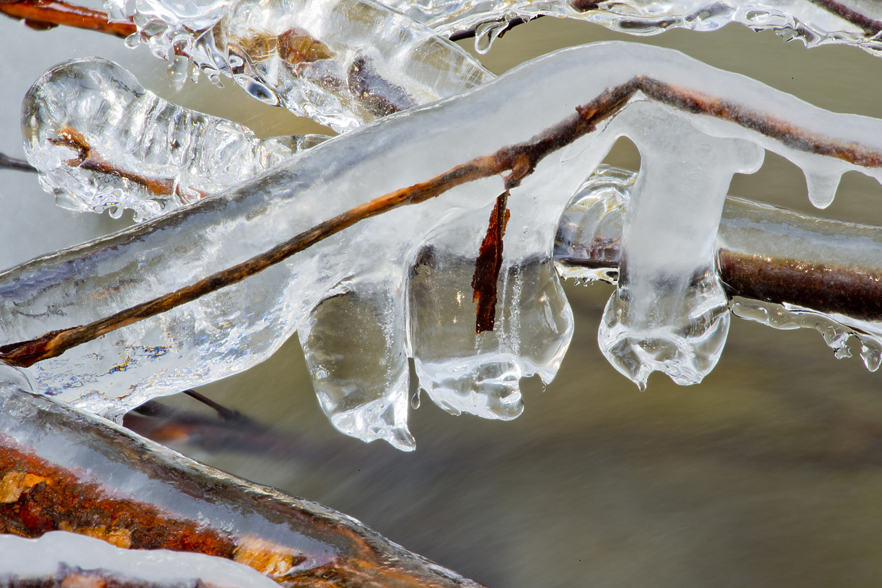 #130056-1 - Icicles Hanging From Branches, Mt. Robson Provincial Park, British Columbia, Canada