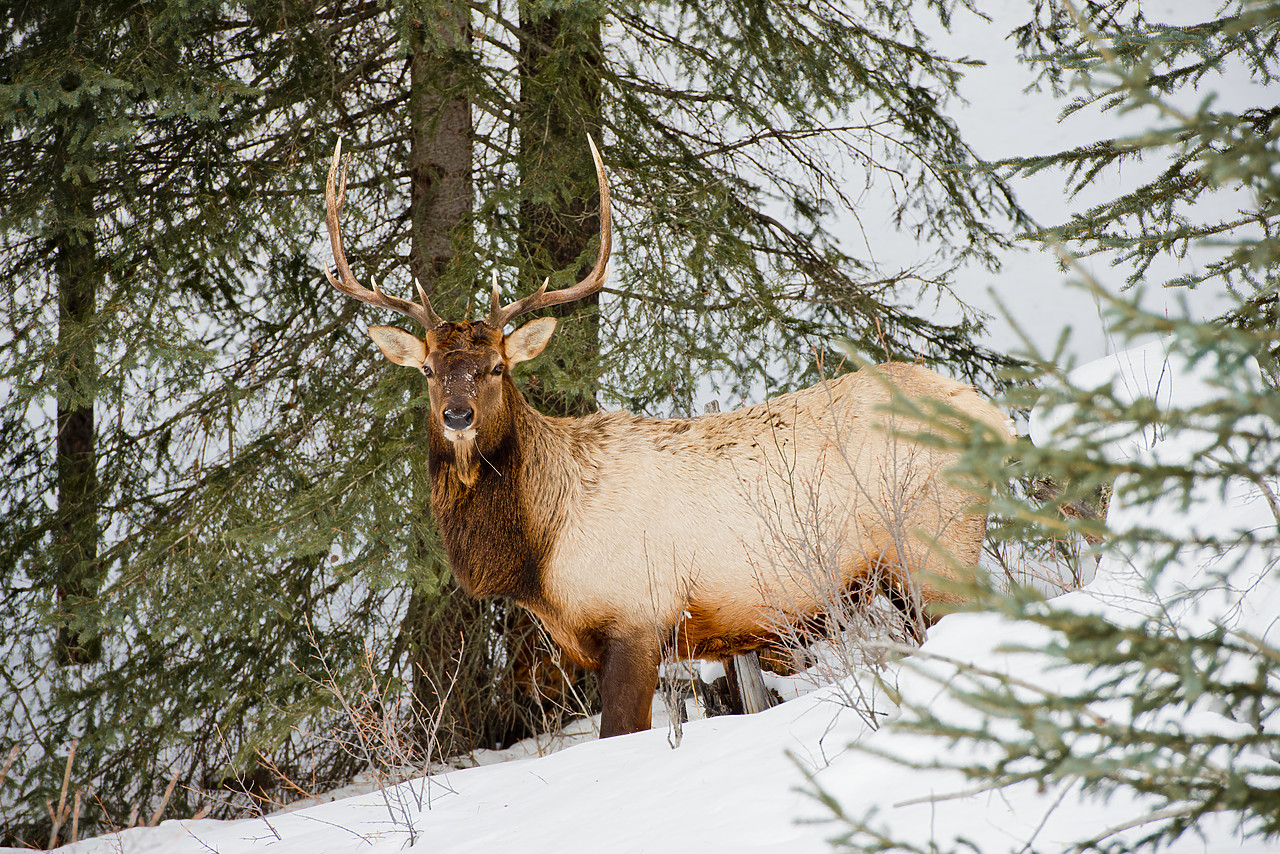 #130091-1 - Bull Elk in Winter, Banff National Park, Alberta, Canada