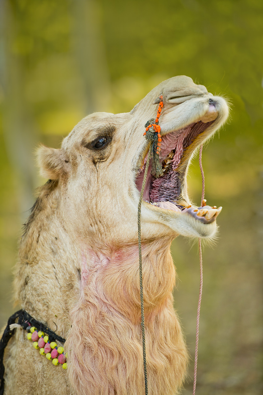 #130133-1 - Yawning Camel, Agra, Uttar Pradesh, India