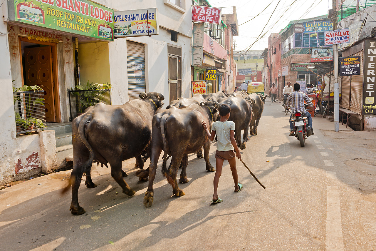 #130135-1 - Young Boy Herding Cows Down Street, Agra, Uttar Pradesh, India