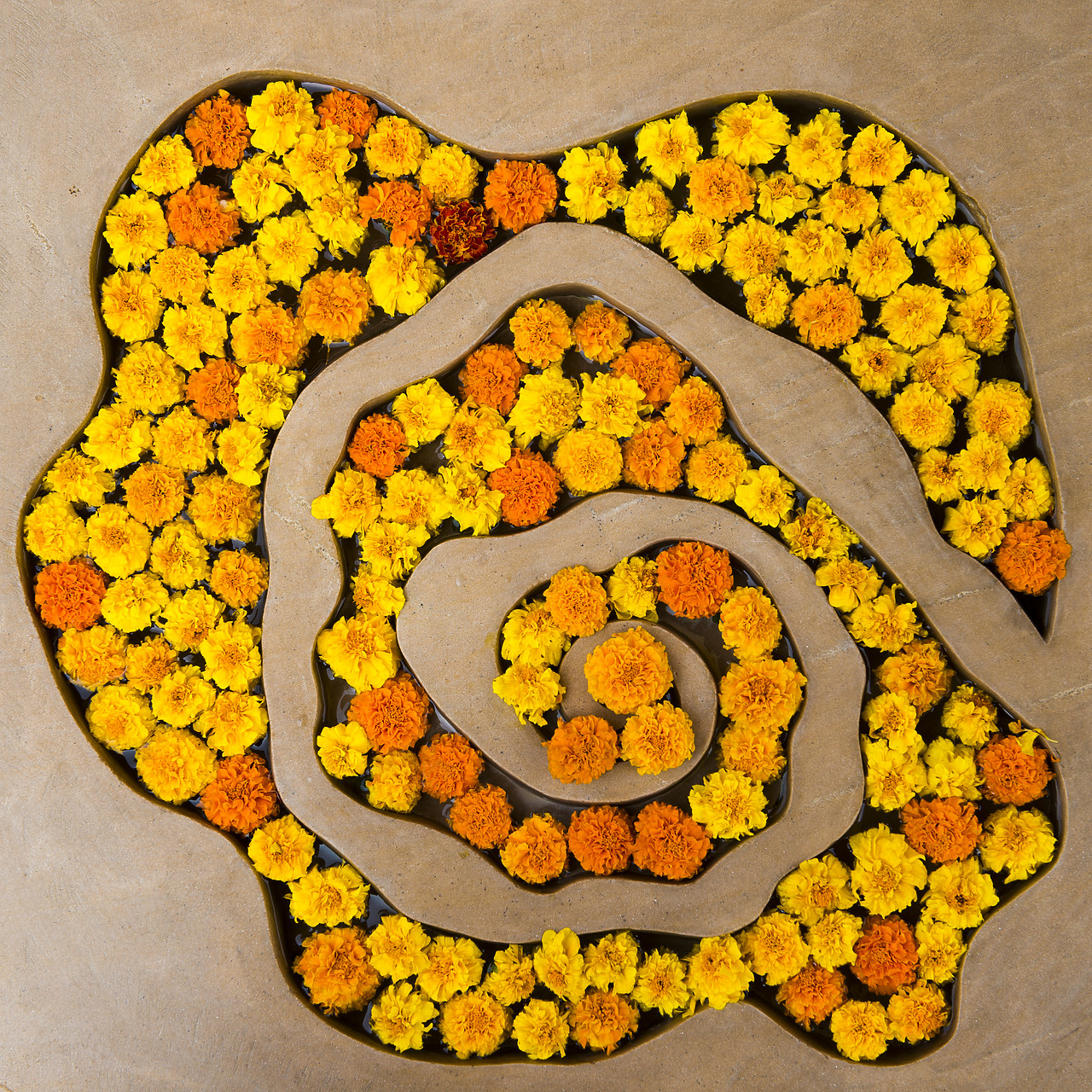 #130146-1 - Marigold Flower Design, Agra, India