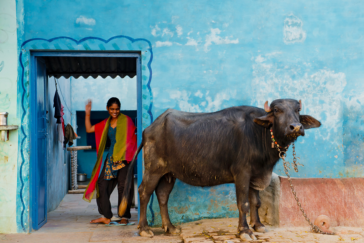 #130174-1 - Young Indian Girl & Sacred Cow, near Agra, India