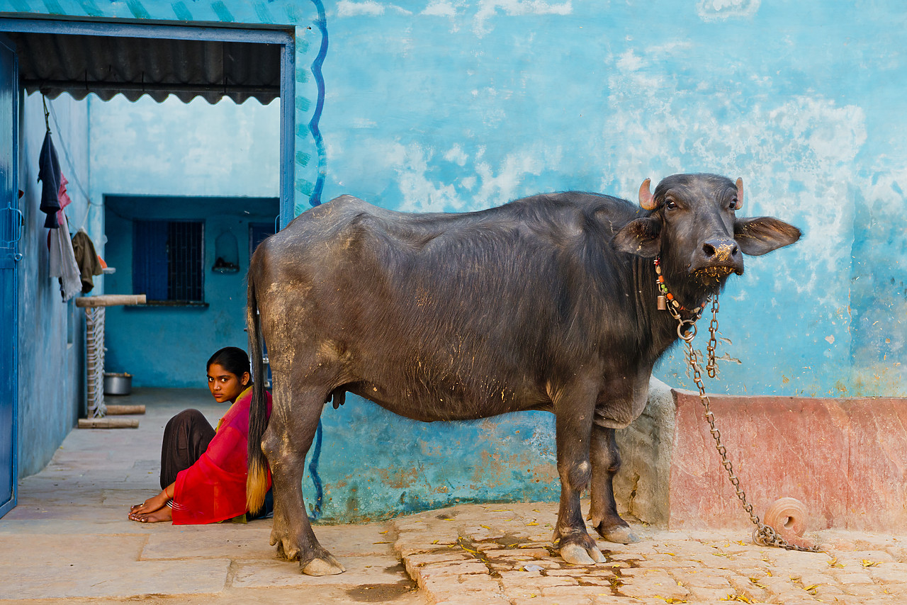 #130175-1 - Young Indian Girl & Sacred Cow, near Agra, India