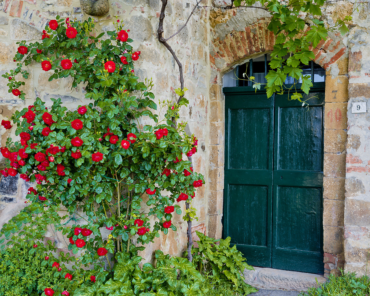 #130191-1 - Green Door & Roses, Monticchiello, Tuscany, Italy