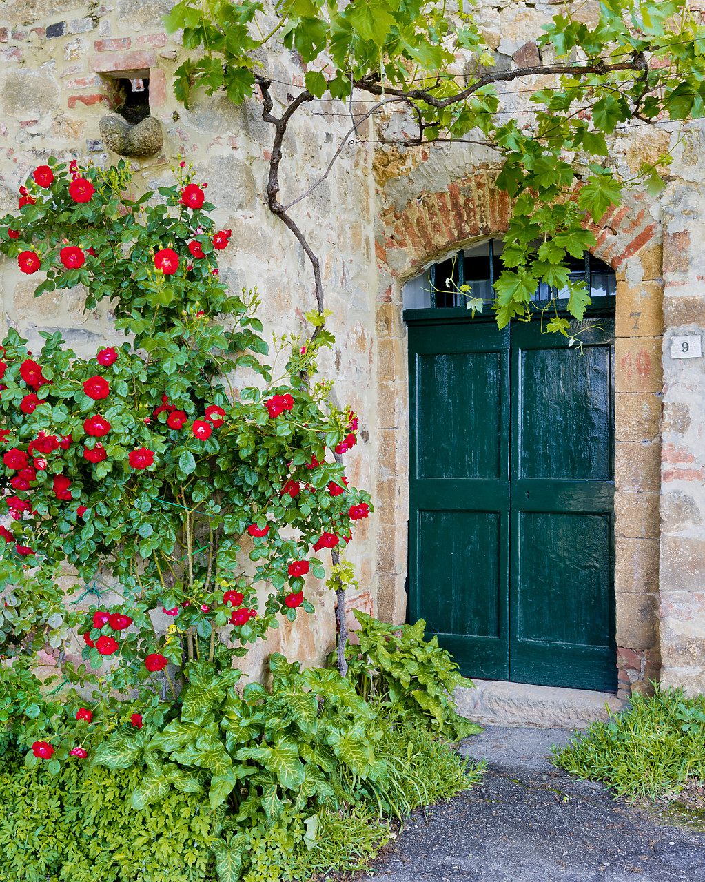 #130191-2 - Green Door & Roses, Monticchiello, Tuscany, Italy