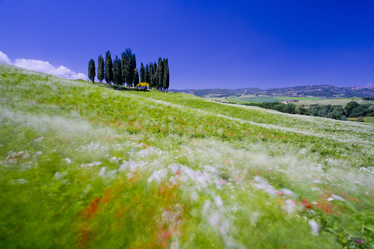 #130204-1 - Poppies & Cypress Trees with Long Exposure, Val d'Orcia, Tuscany, Italy