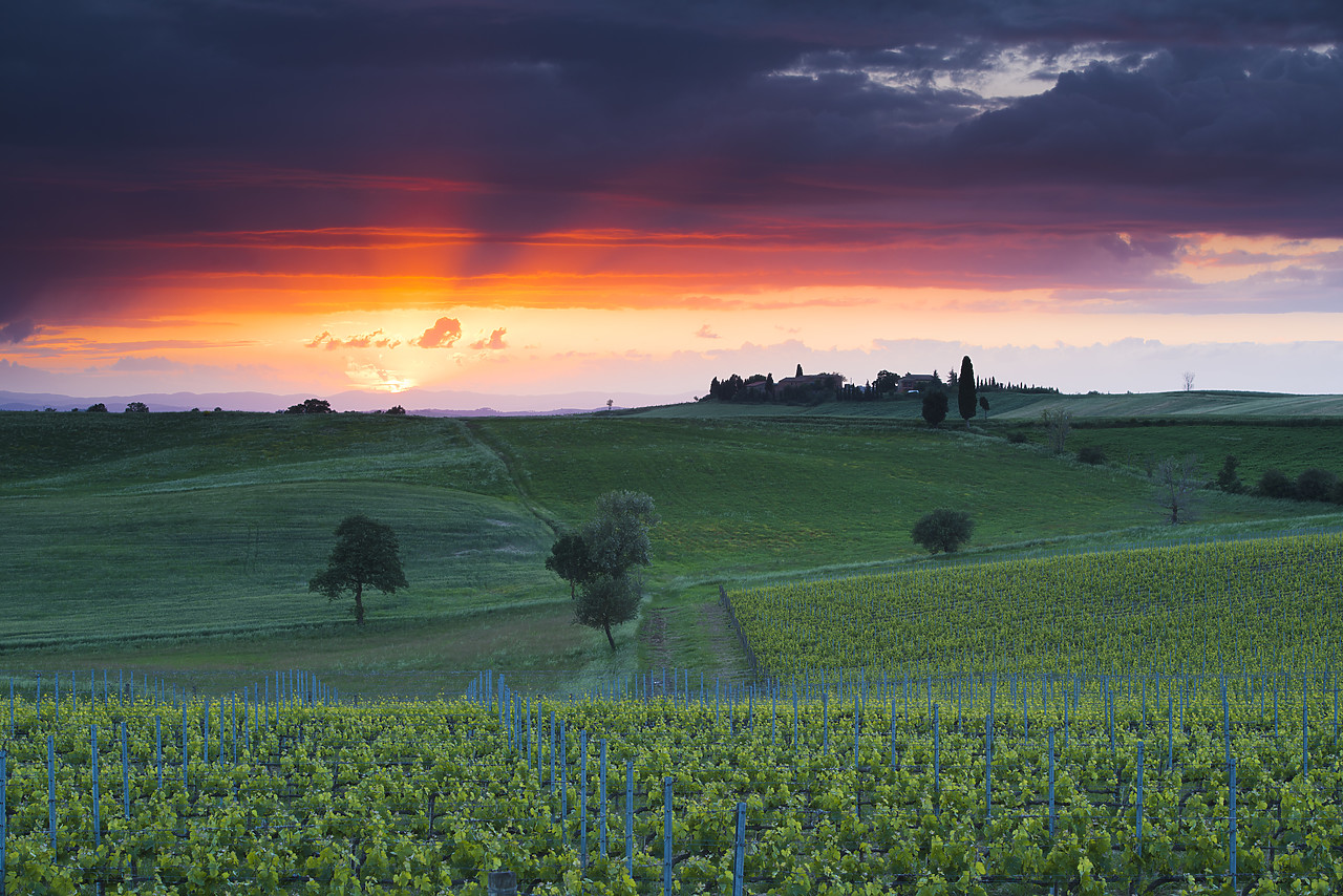 #130207-1 - Sunset over Vineyard, Tuscany, Italy