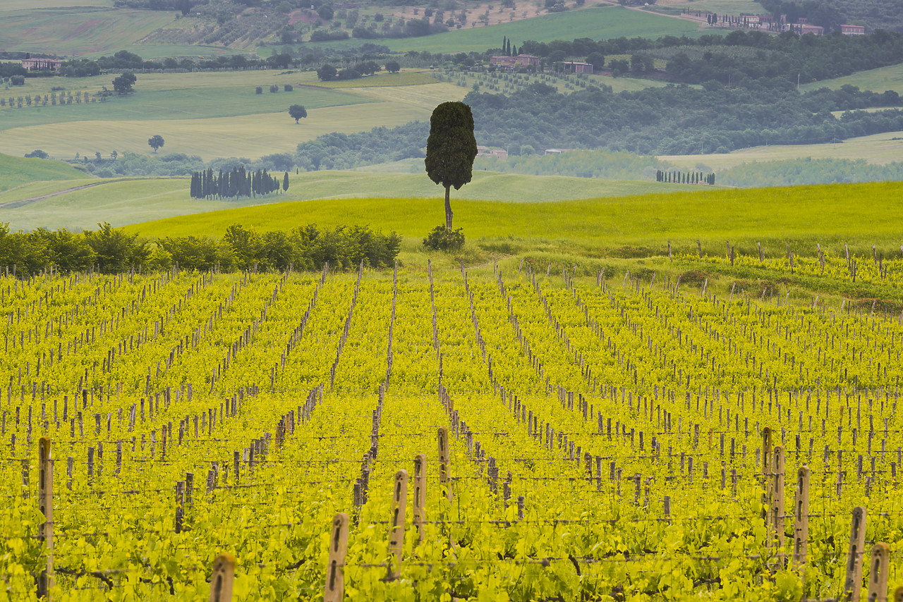 #130208-1 - Lone Cypress Tree & Vineyard, Montalcino, Tuscany, Italy