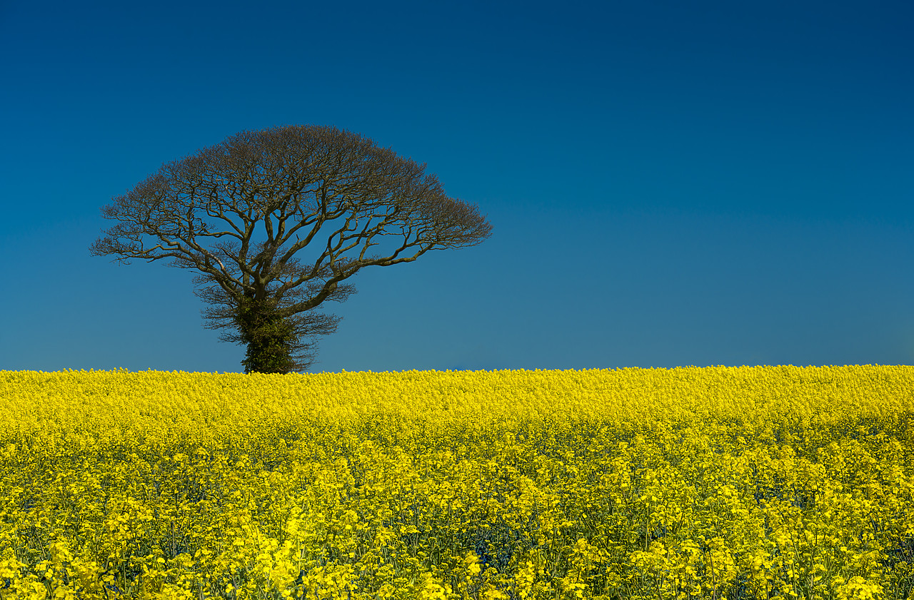 #130211-1 - Oak Tree in Field of Rape, Norfolk, England