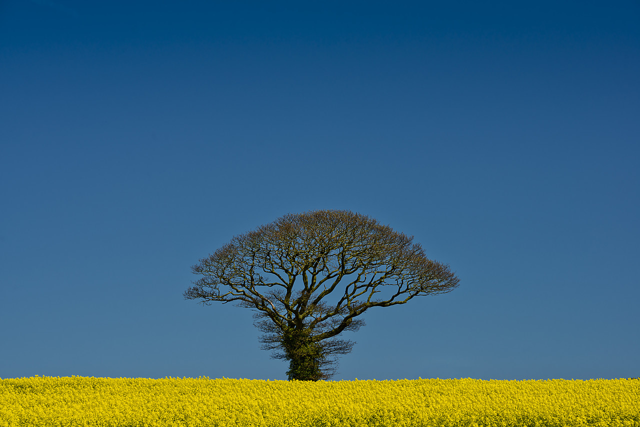 #130211-2 - Oak Tree in Field of Rape, Norfolk, England