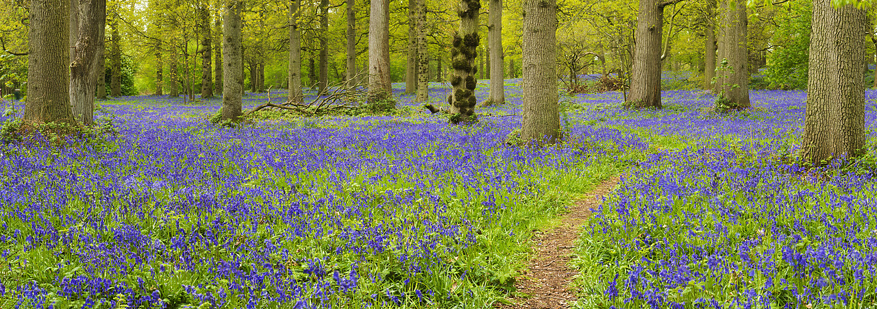 #130212-1 - Path Through Bluebell Wood, Norfolk, England