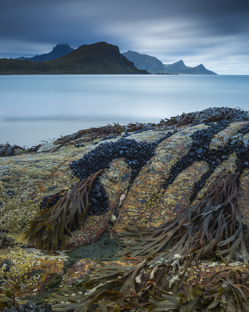 #130302-2 - Bladderwrack & Mussels on Haukland Beach, Lofoten Islands, Norway