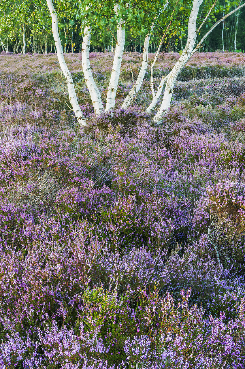 #130337-1 - Birch Trees & Heather in Bloom, Dunwich Heath, Suffolk, England