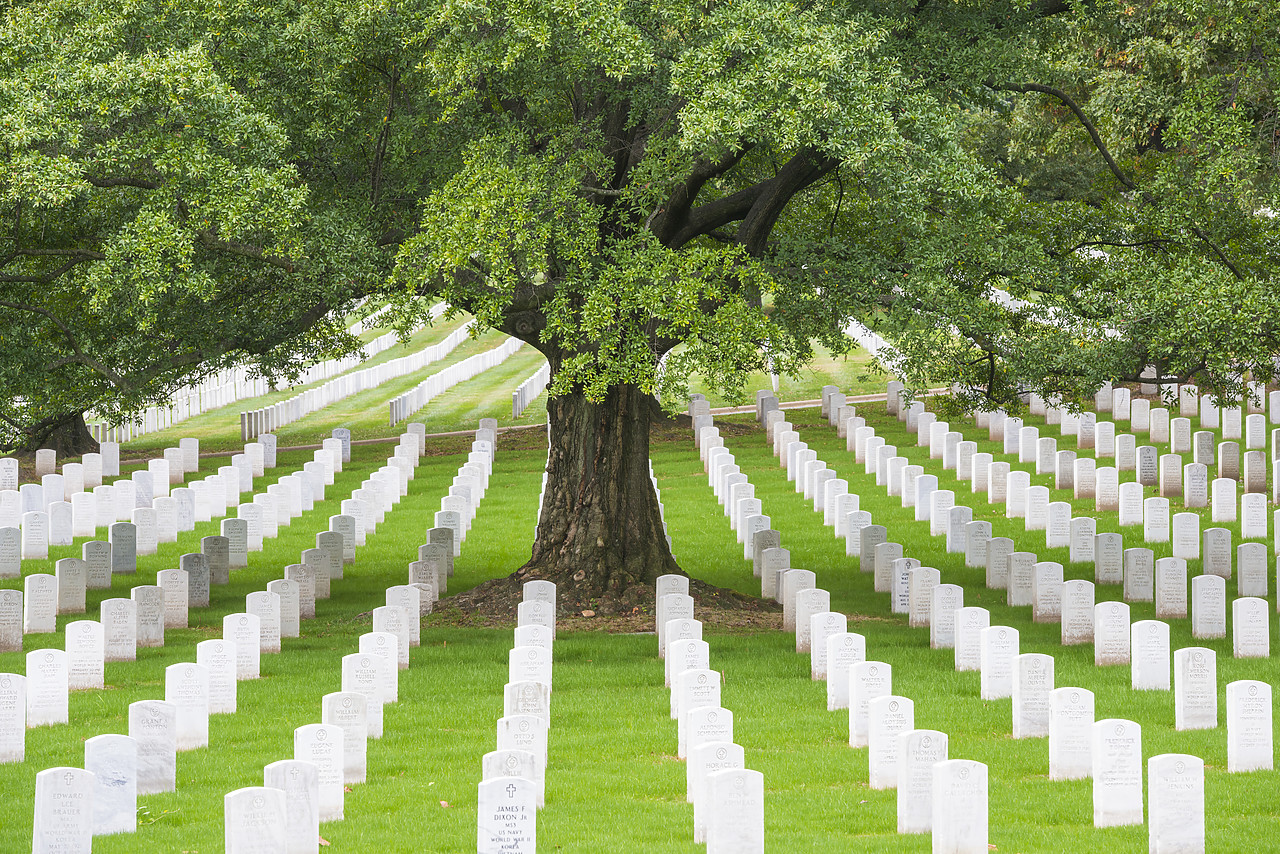 #130344-1 - Tree & Tombstones, Arlington Cemetary, Washington DC, USA