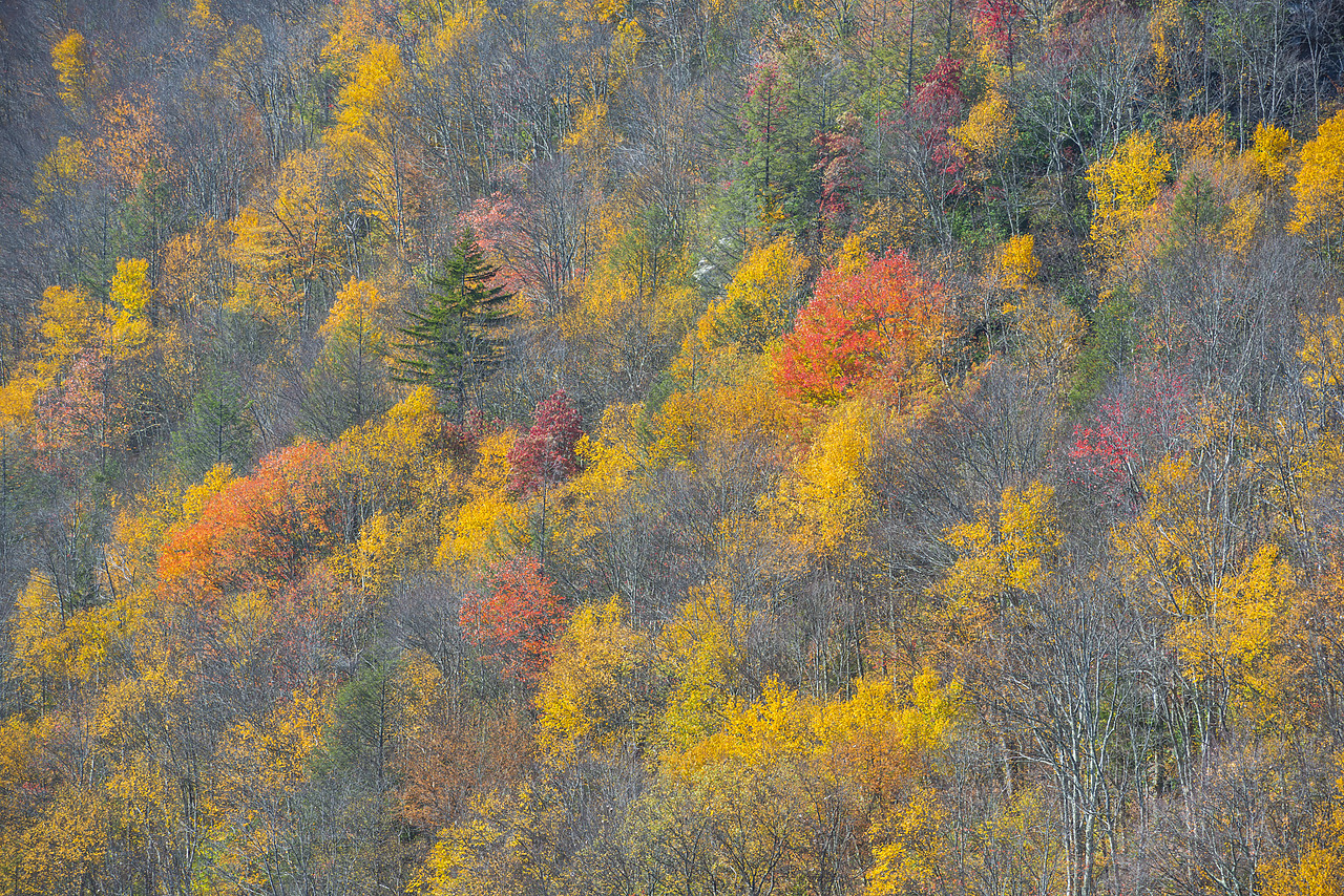#130351-1 - Trees in Late Autumn, Blackwater Falls State Park, West Virginia, USA