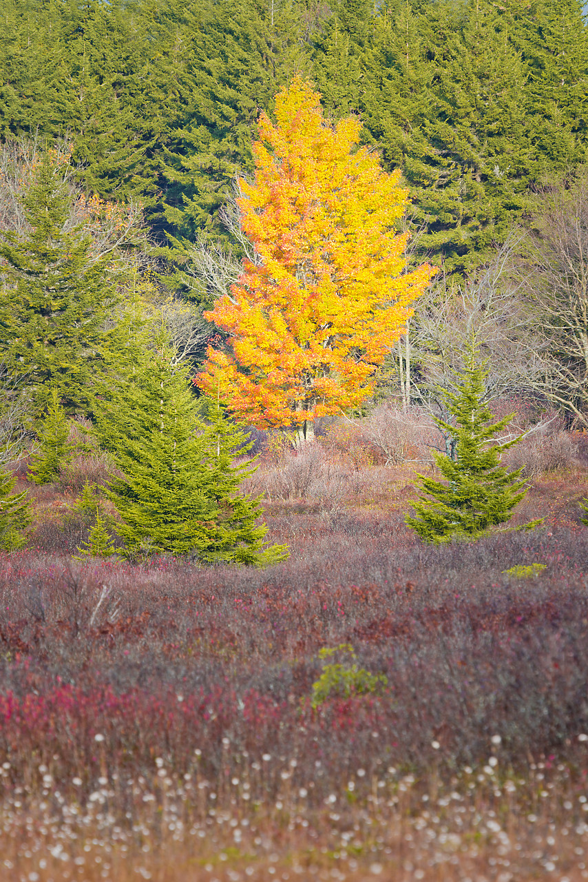 #130356-1 - Autumn Tree Amongst Pine Trees, Dolly Sods Wilderness, West Virginia, USA
