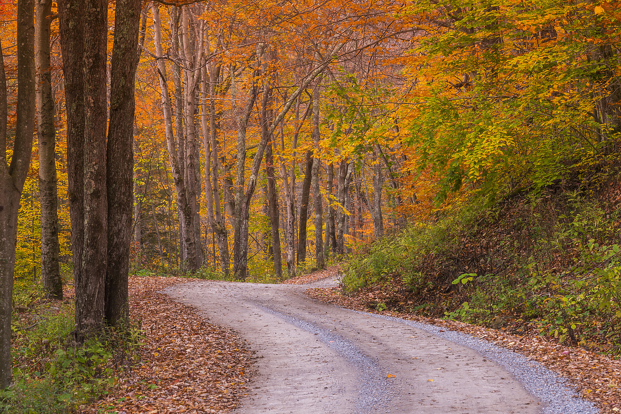 #130358-1 - Country Lane in Autumn, Dolly Sods Wilderness, West Virginia, USA